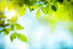 Spring background with fresh green leaves.