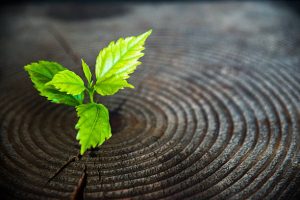 Young green plant seedling grow from old tree stump.